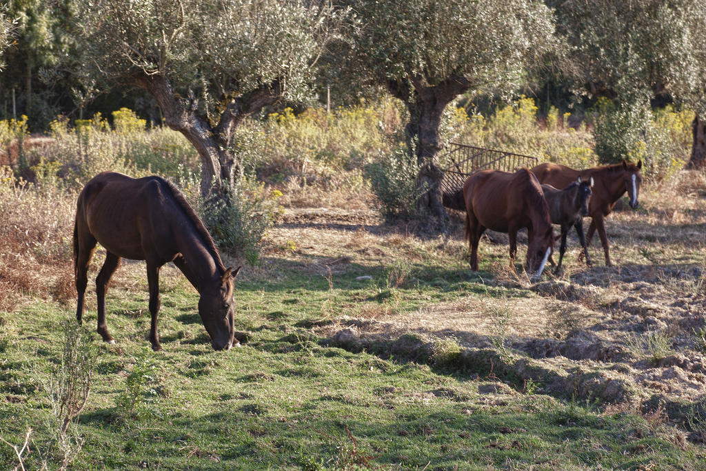 Golegã Quinta Dos Alamos Agroturismo מראה חיצוני תמונה